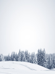 beautiful winter forest