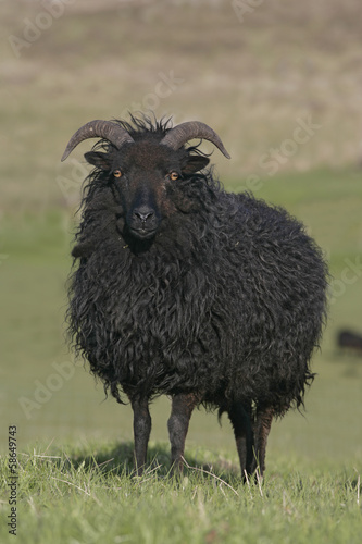 Hebridean black sheep photo