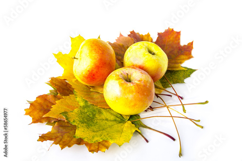 Ripe apples on autumn leaves on white background
