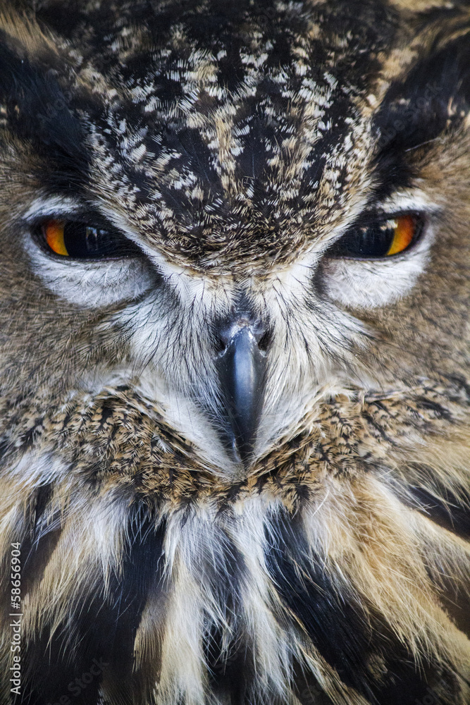 Obraz premium Close up view of the Eurasian Eagle-Owl (Bubo bubo).