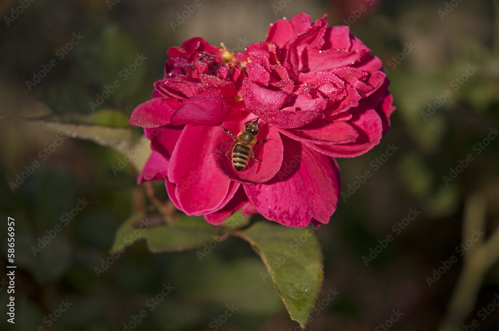 Fototapeta premium Bee on rose