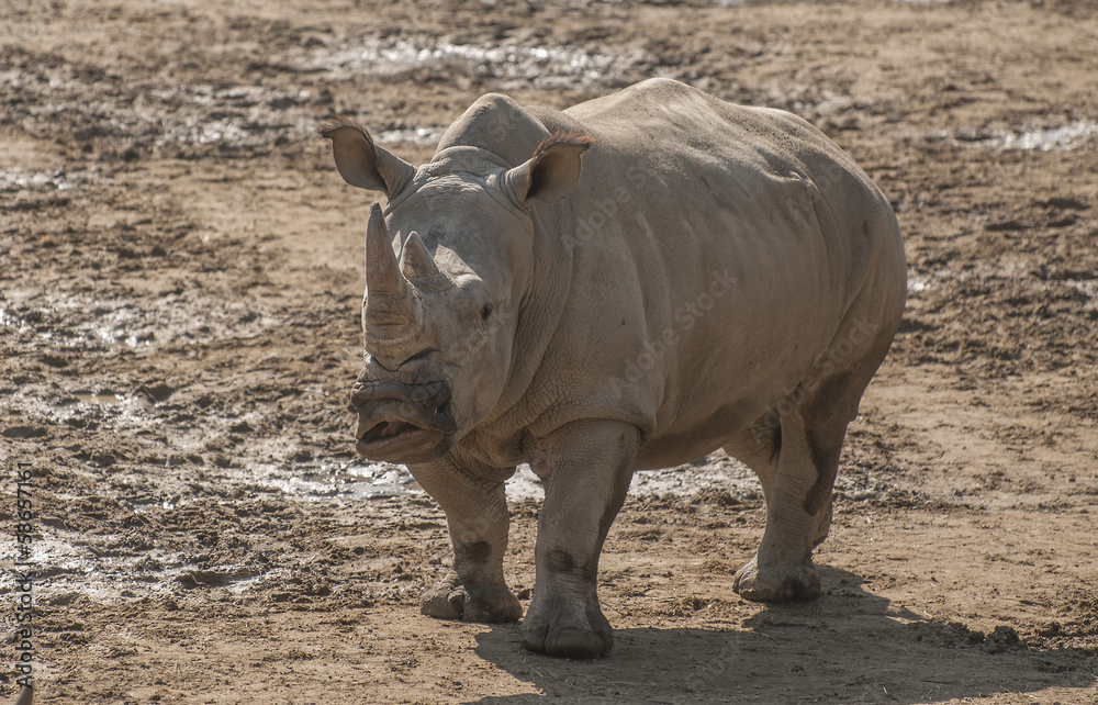 Fototapeta premium Rhinoceros