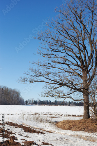 Wallpaper Mural Winter day. Torontodigital.ca