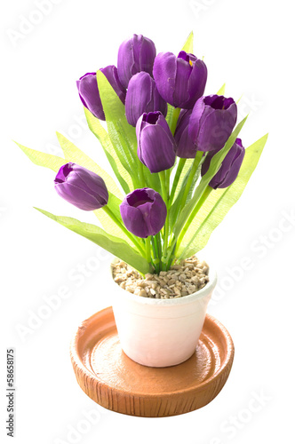 Purple Colored Tulip Flowers