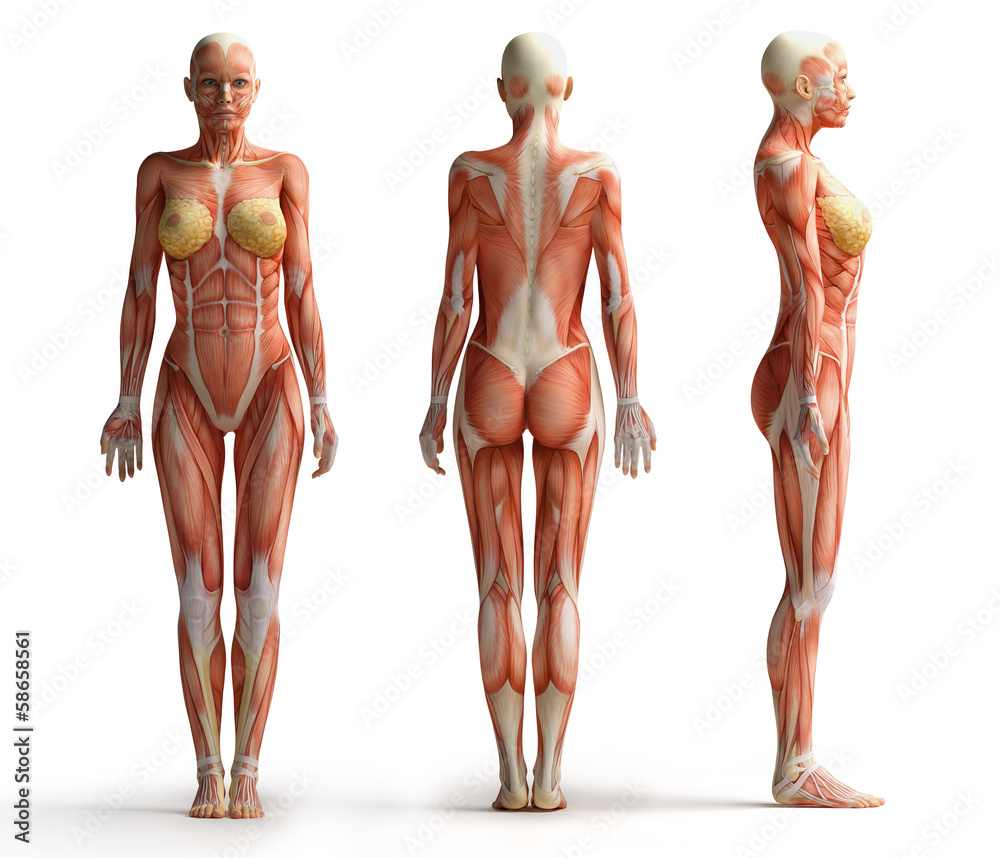 Foto de female anatomy view do Stock | Adobe Stock