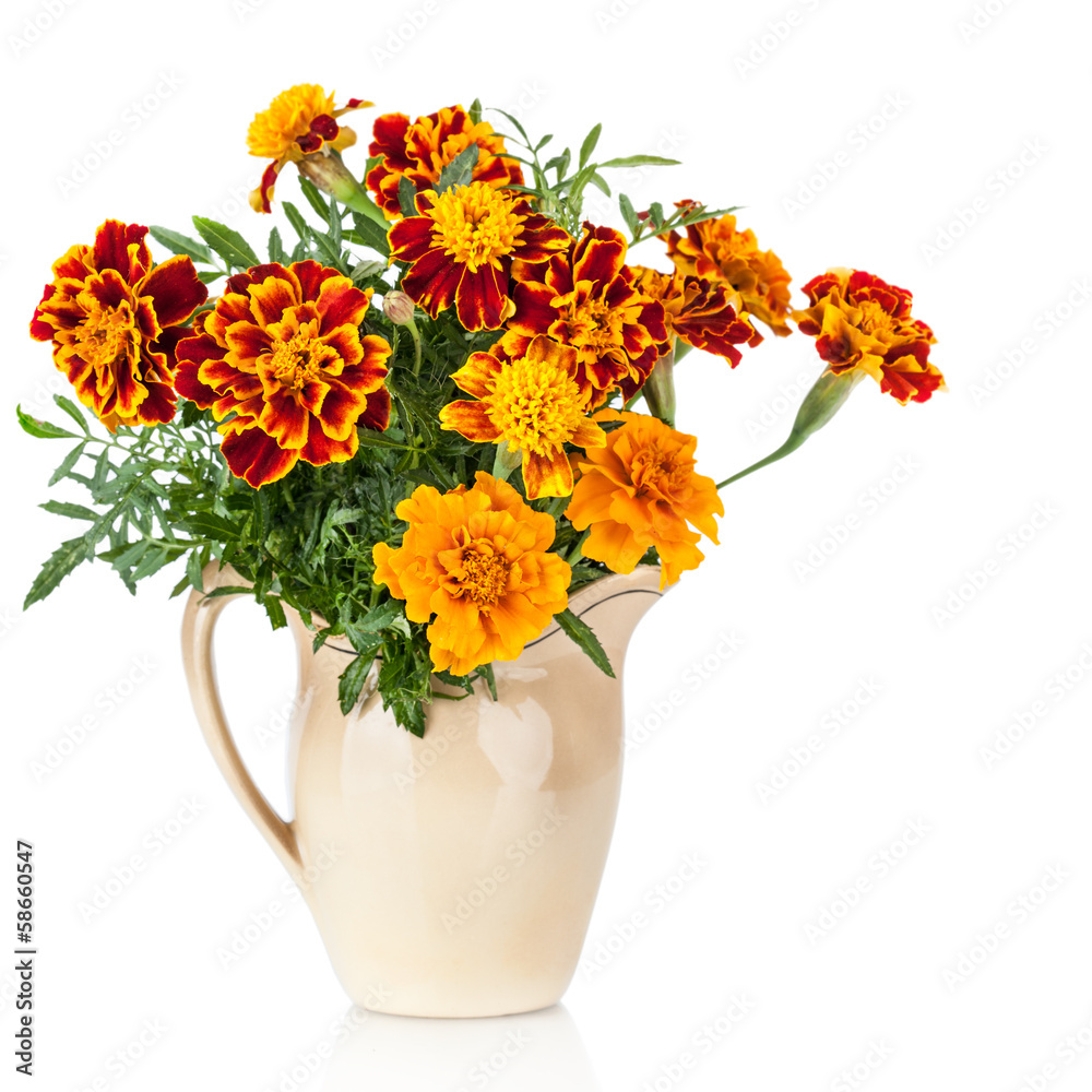Flowers of Saffron (Tagetes) bush