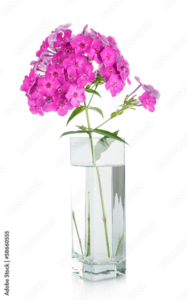 Obraz premium Bouquet of pink carnations in vase