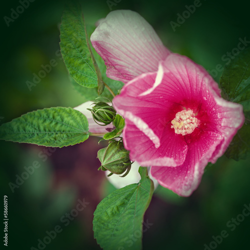 Pink mallow Flowers (hollyhock, Alcea rosea)