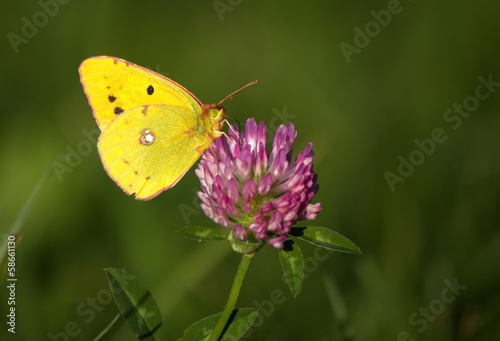 Clouded yellow butterfly © Elenarts
