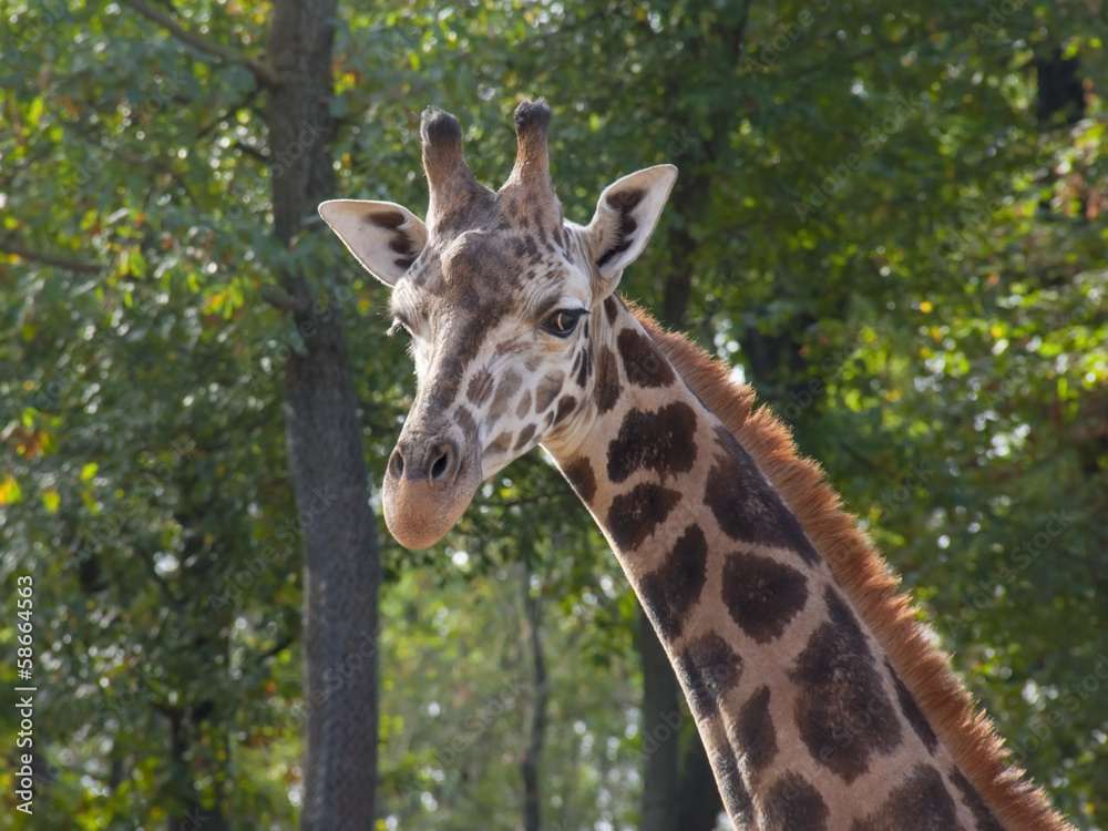 Baringo giraffe (Giraffa camelopardalis rotschildi) Baringo giraffe (Giraffa camelopardalis rotschildi)