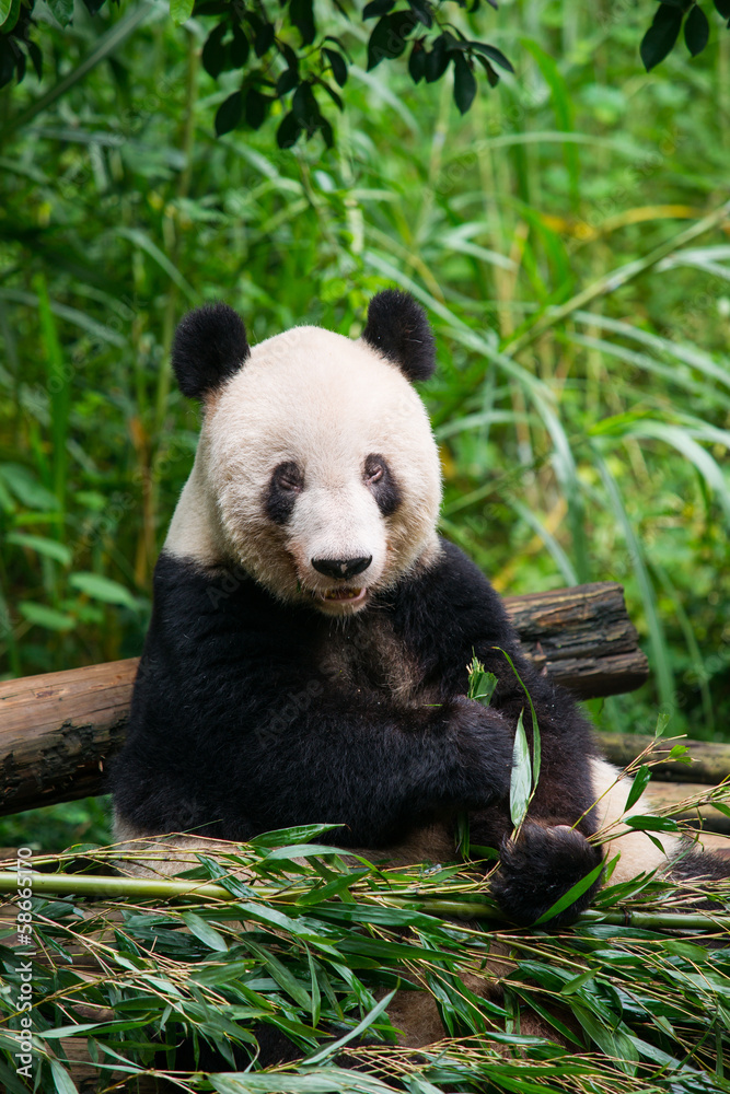Naklejka premium Giant panda eating bamboo