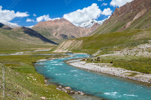 Cows pasturing near turquoise river, Tien Shan