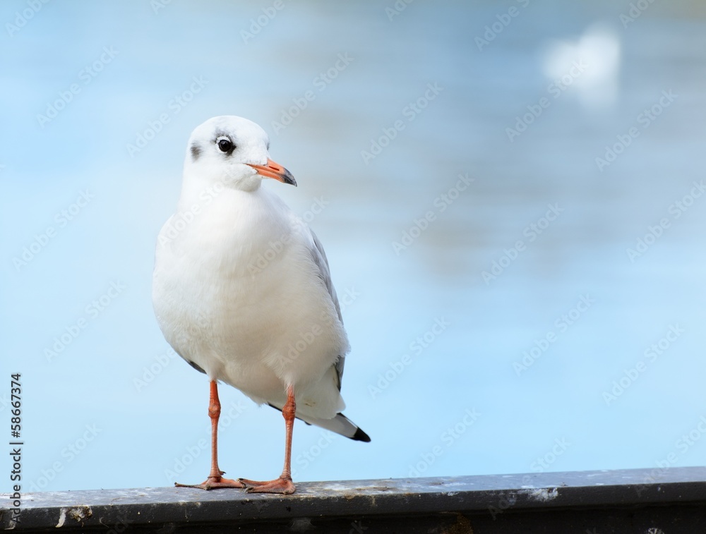 Obraz premium Seagull