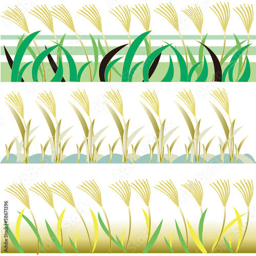 rice stalk　穂の草原