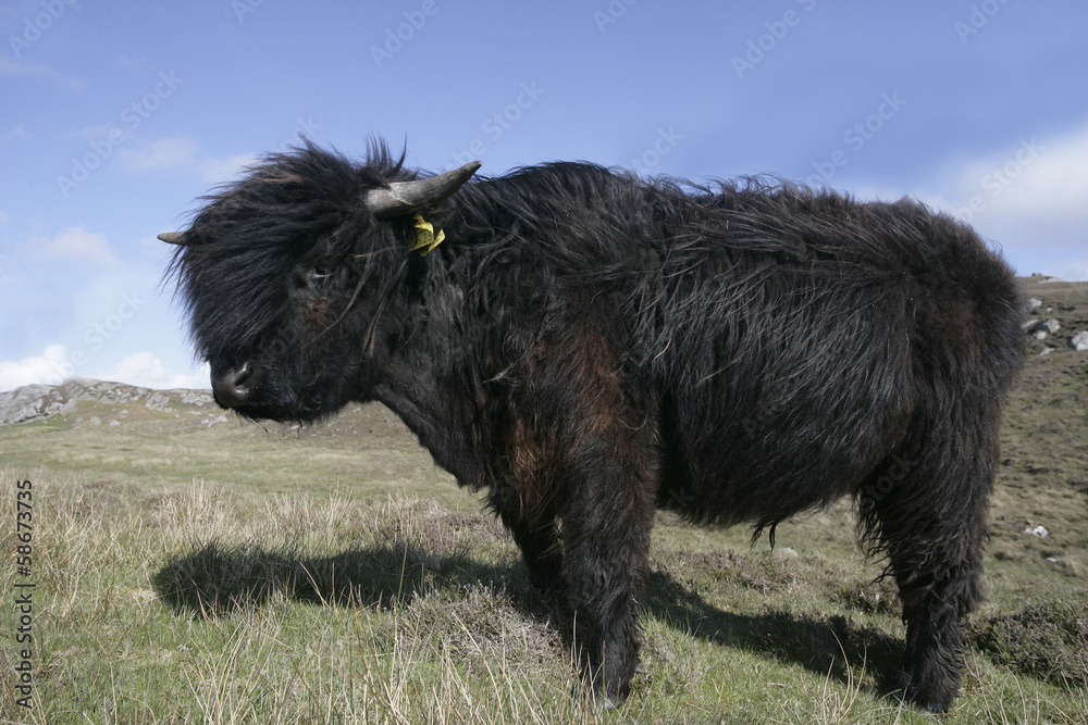 Highland cattle