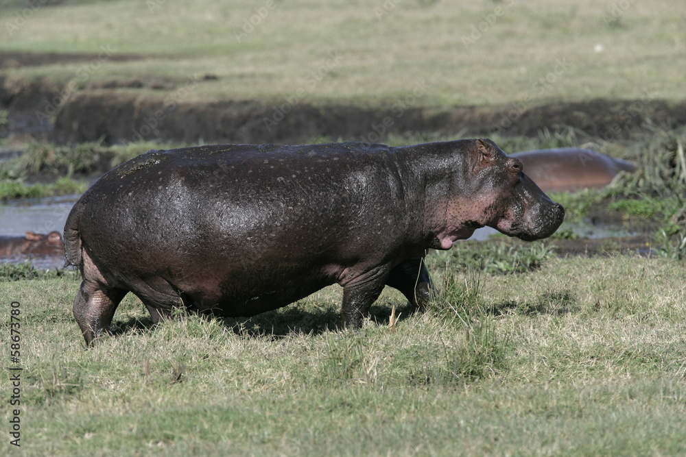Hippopotamus, Hippopotamus amphibius Hippopotamus, Hippopotamus amphibius
