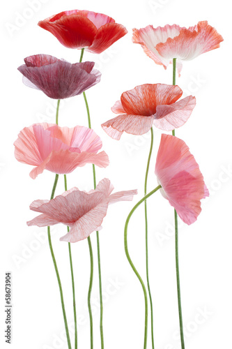 Fototapeta Naklejka Na Ścianę i Meble -  poppy