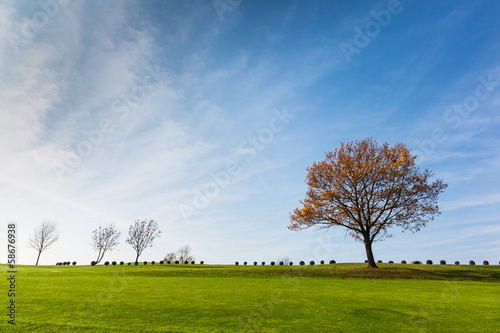Green field with a tree and blue sky