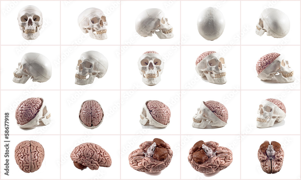 Collection of brain and skull isolated Collection of brain and skull isolated