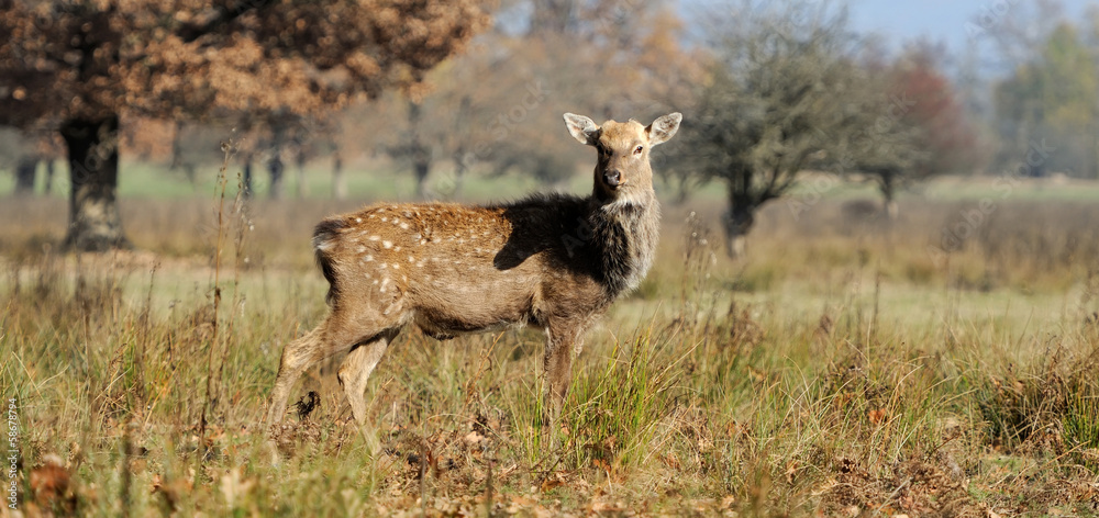 Fototapeta premium Deer