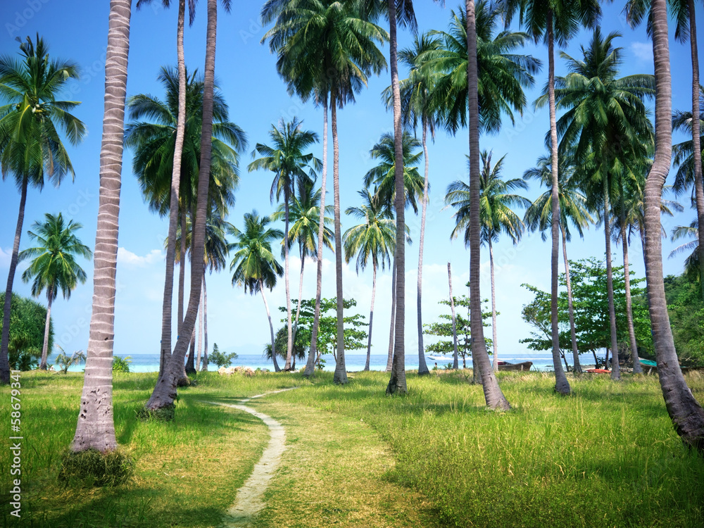 Fototapeta premium palms on beach of Phi Phi island, Thailand
