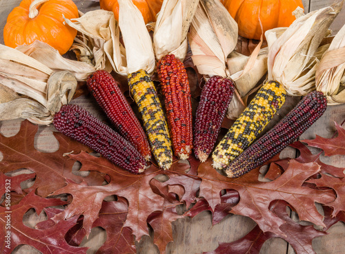 Fall indian corn with leaves photo