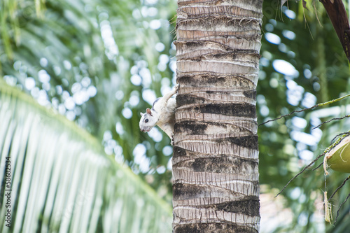 Variegated Tree Squirrel photo