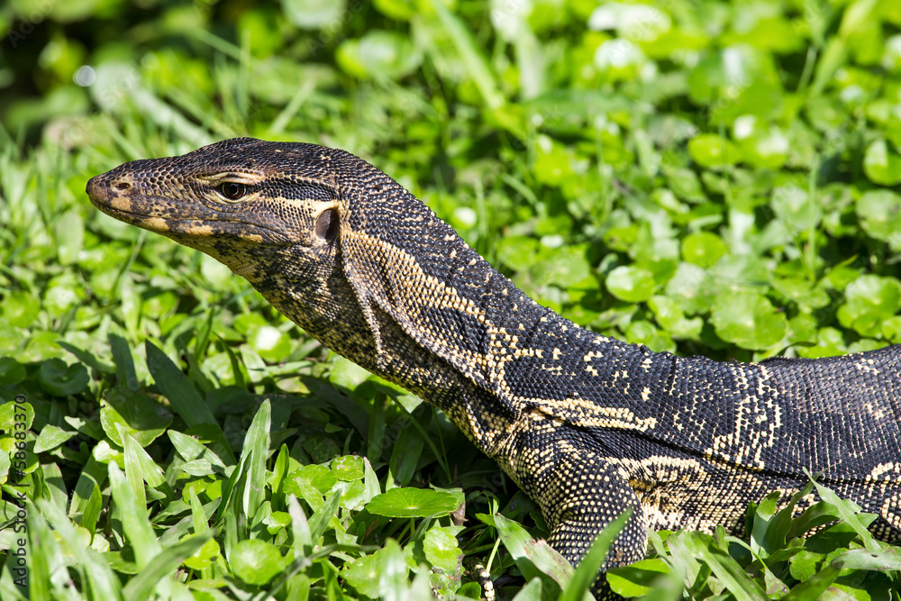 Naklejka premium Monitor lizard, Thailand.