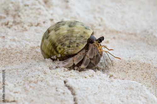 Hermit crab in the shell of a snail