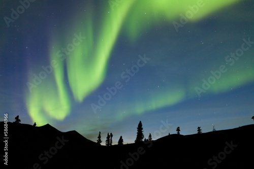 Yukon taiga spruce Northern Lights Aurora borealis