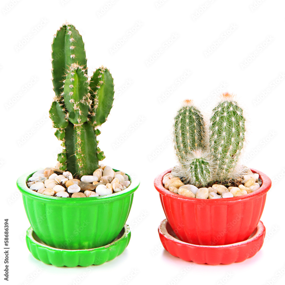 Cactuses in flowerpots, isolated on white Cactuses in flowerpots, isolated on white