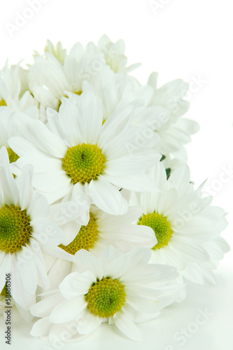 Beautiful white chrysanthemum isolated on white