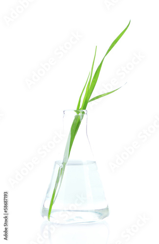 Plant in test tube, isolated on white