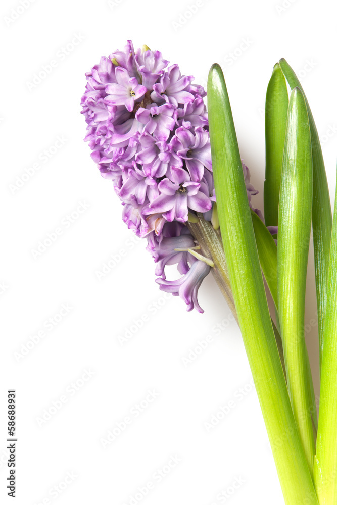 Fototapeta premium hyacinth