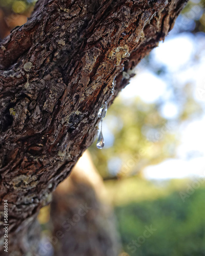 natural mastic drop close up