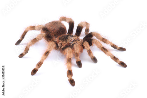 Tarantula spider, female (Nhandu coloratovilosum)