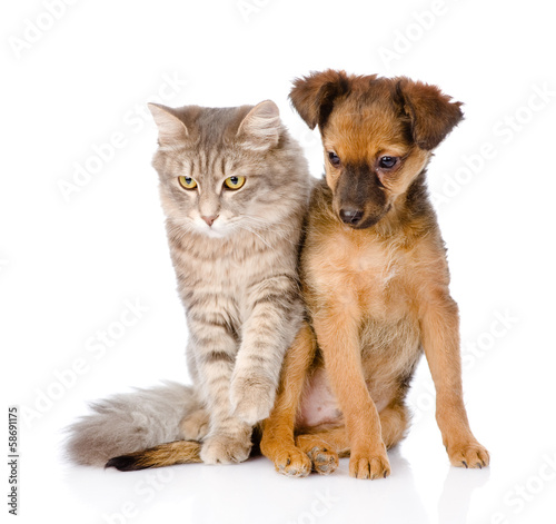 puppy and kitten sitting together. isolated on white background