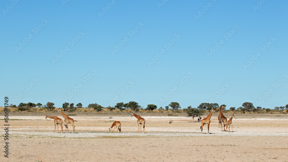 Obraz premium Giraffes at waterhole, Kalahari
