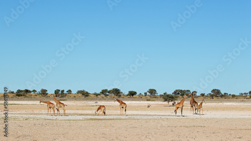 Giraffes at waterhole, Kalahari