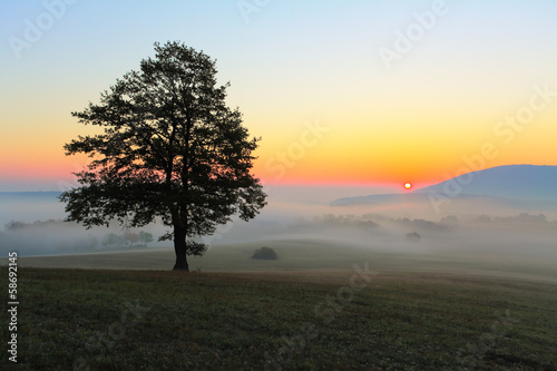 Tree on meadow