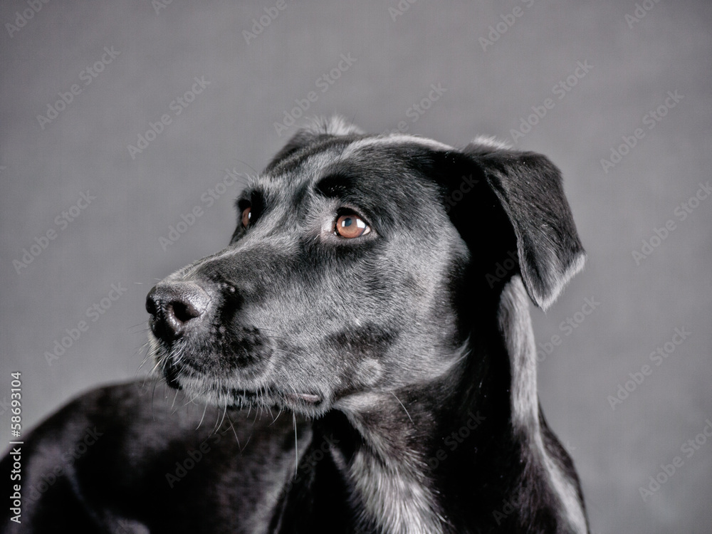 black dog (72)