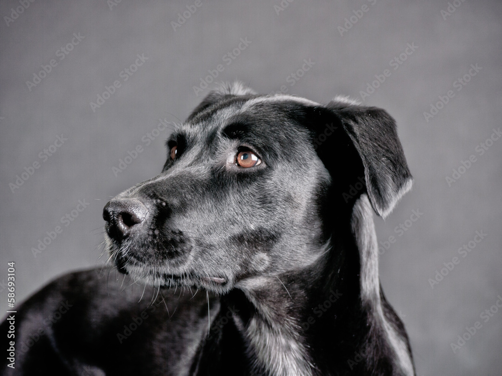 black dog (72) black dog (72)