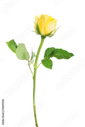 One separated yellow rose.