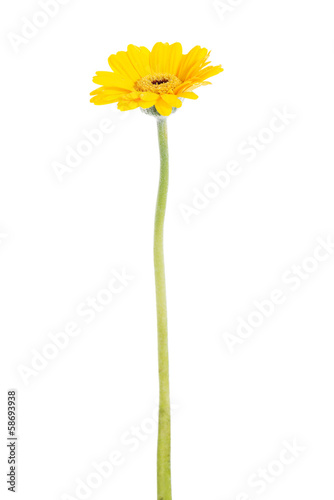 Fototapeta Naklejka Na Ścianę i Meble -  One separate gerbera flower.