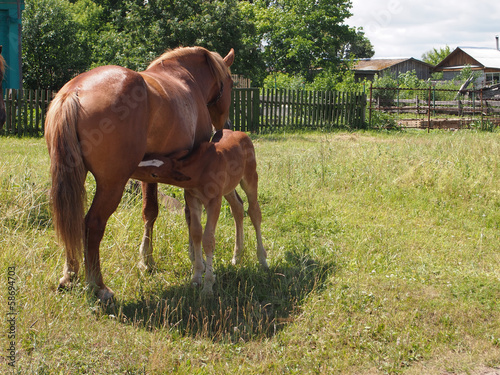 the horse feeds a foal