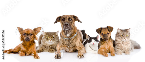 Group of cats and dogs lying in front. isolated