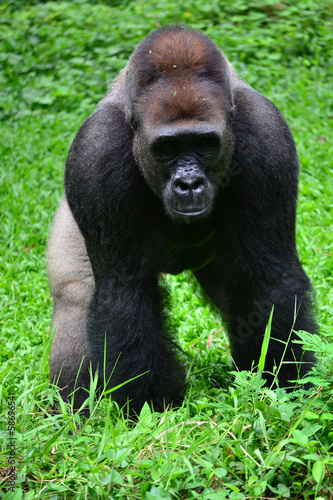 gorilla standing on the grass