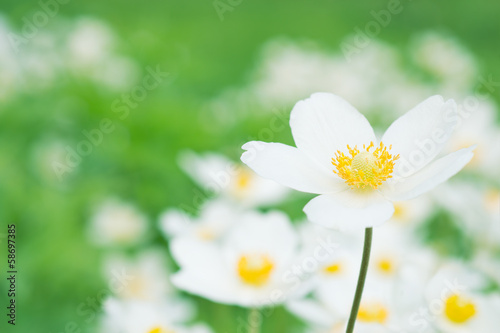 Anemones white flowers © ottochka