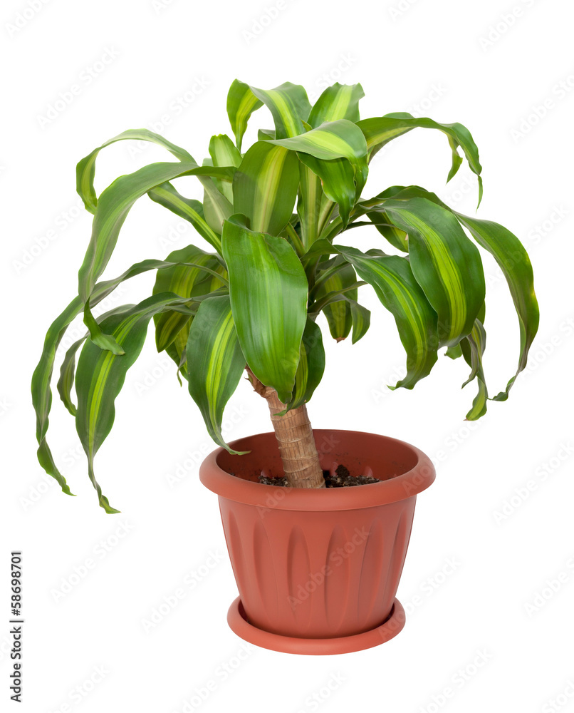 Naklejka premium dracaena massangeana