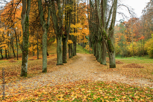 trail in the park in autumn